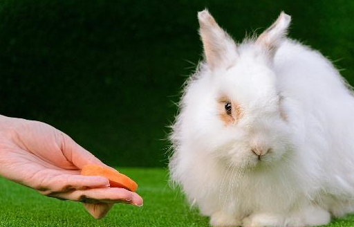 兔子磨牙主要靠吃草,磨牙石是种概念,某些成分和磨脚石并无不同_牙齿_