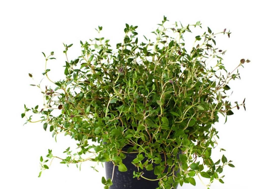 家里养这些植物不仅可以净化空气竟然还可以吃
