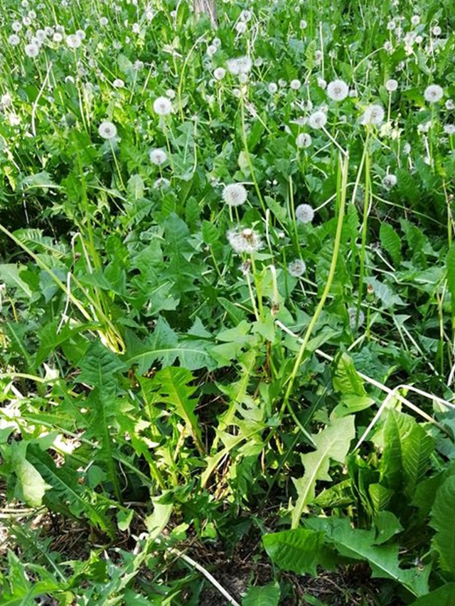 农村常见的这种野菜