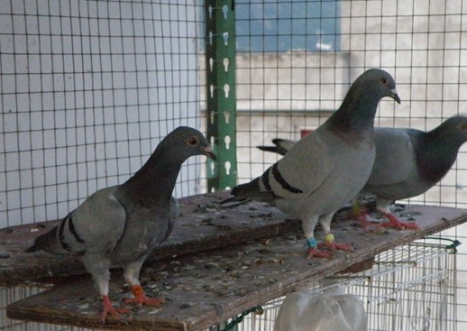 为什么要让种鸽进行杂交配对?_鸽子_优势_办法