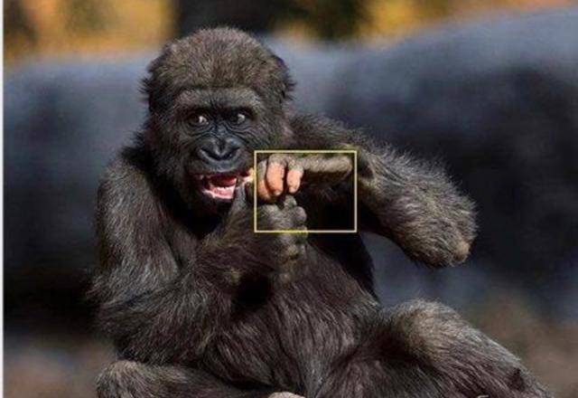 亚特兰大动物园的工作人员表示:anaka不止拥有"人类手指",他还像人类