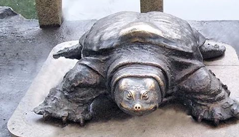 原创吴门首刹供养400岁巨龟全球仅存2只