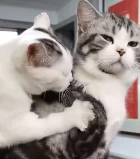 原创猫咪为了给同伴献殷情主动用力按摩不曾想却换来同伴这种表情