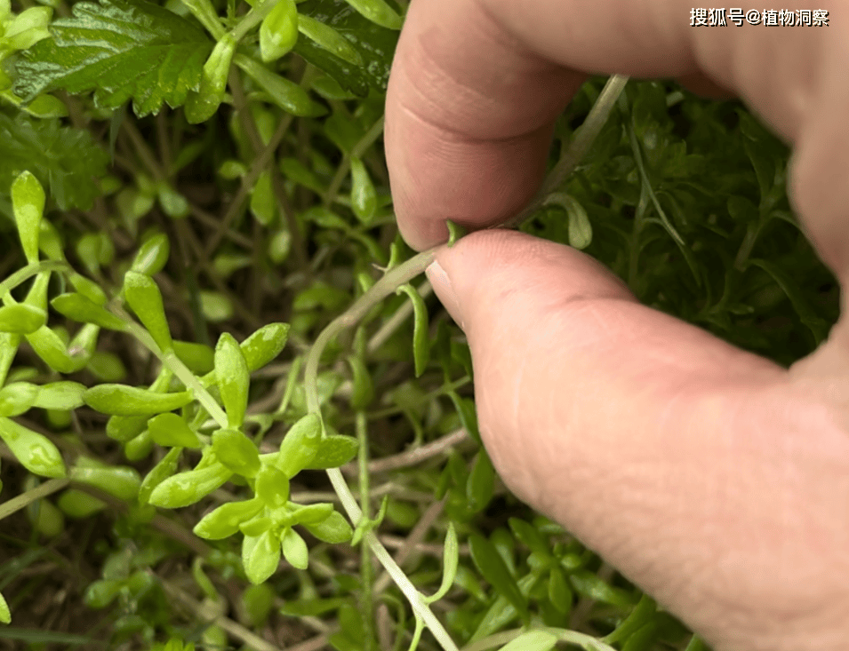 珠芽景天,又称狗牙菜,狗牙瓣,有3大作用,价值极高,农民朋友要了解!