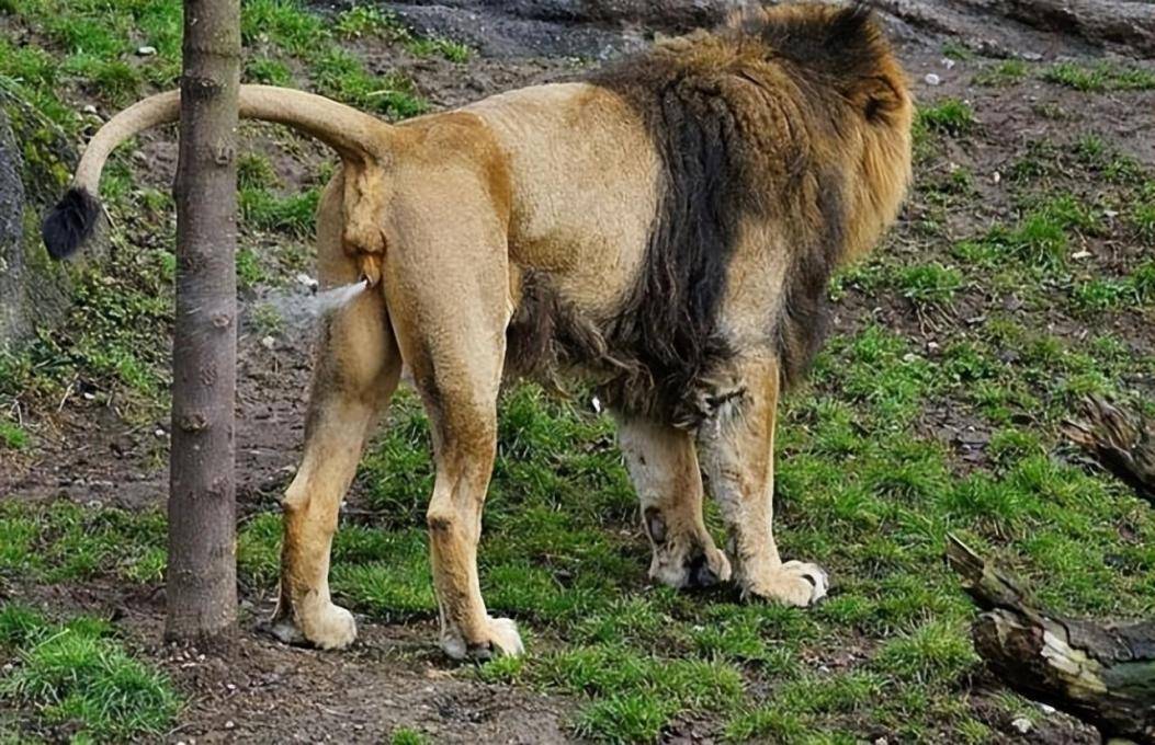 盘点自然界那些最臭动物