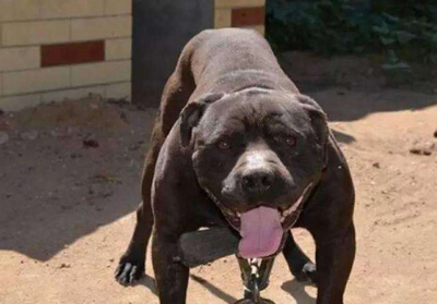 比特犬比特犬没有喝很多水但是去厕所的次数很多