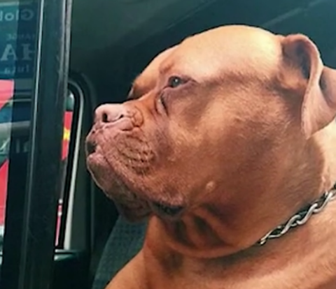 原创明星快递员狗狗我不做大哥好多年你们休想打劫我的快递