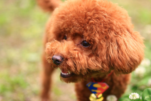 原创宠物医生爆料泰迪食欲不佳怎么办现在知道还不算晚