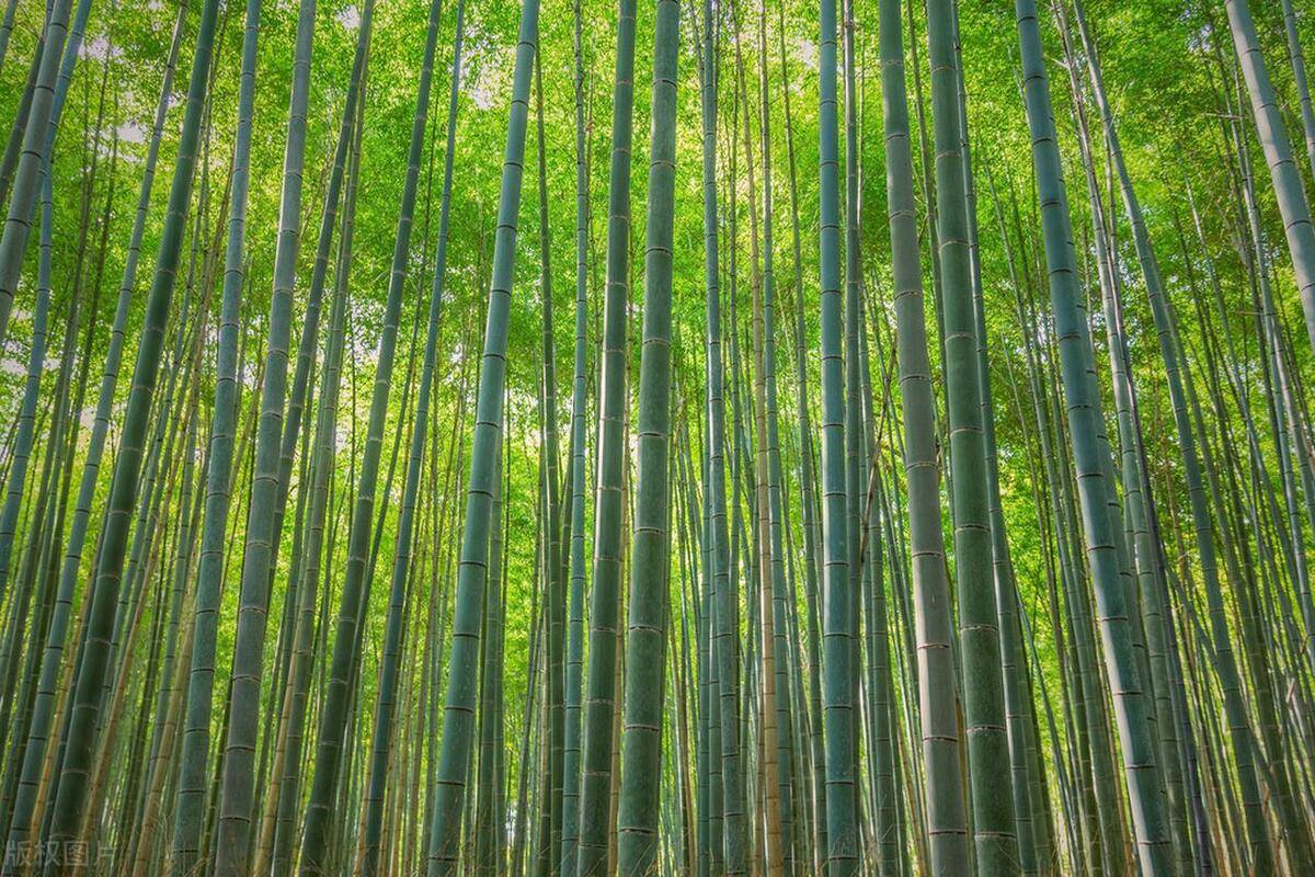 原创门前种竹做人狠毒是什么意思房子前面种竹子好不好