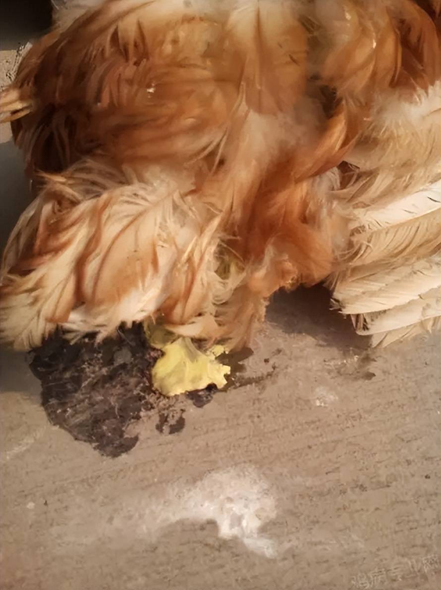 鸡拉黄痢是什么病鸡拉黄稀怎么办本文教你辨别