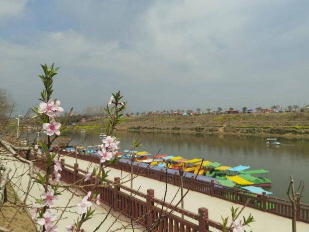 西华万亩桃花朵朵开花香弥漫引客来