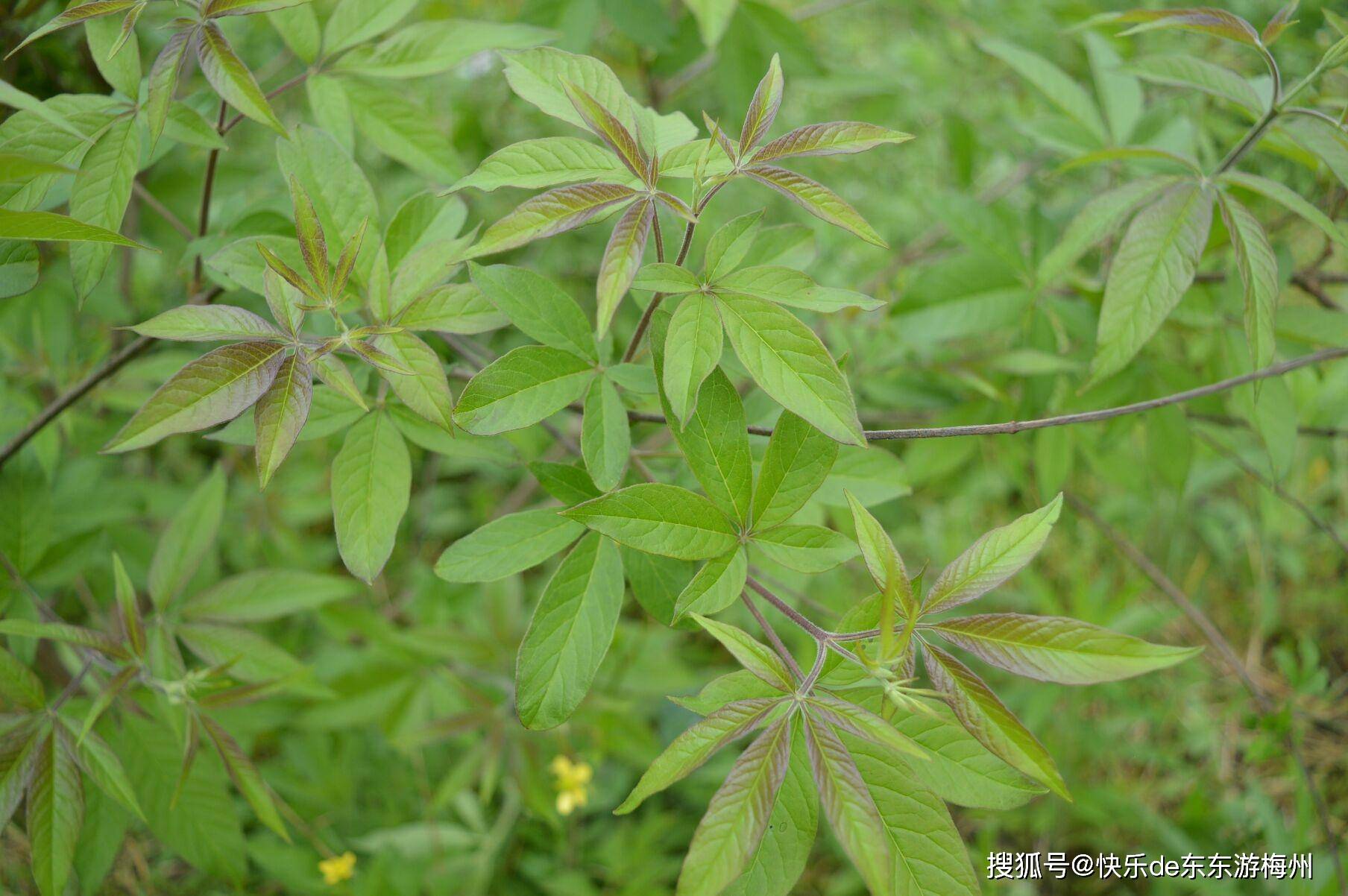 原创松源金星村发现梅县幸存最大的百年布惊树树干一个人抱不过来