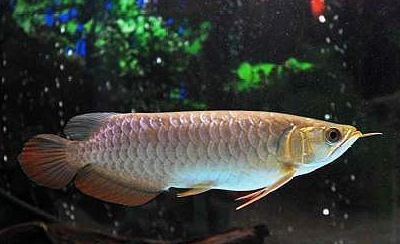 龙鱼趴缸不要急,是由这几种原因导致的,用这种方