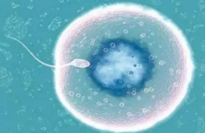 卵巢早衰是不是就不能怀孕了dhea对卵子质量有提升吗