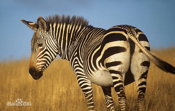斑马剃了毛会变成纯色的吗?_条纹_来源_动物