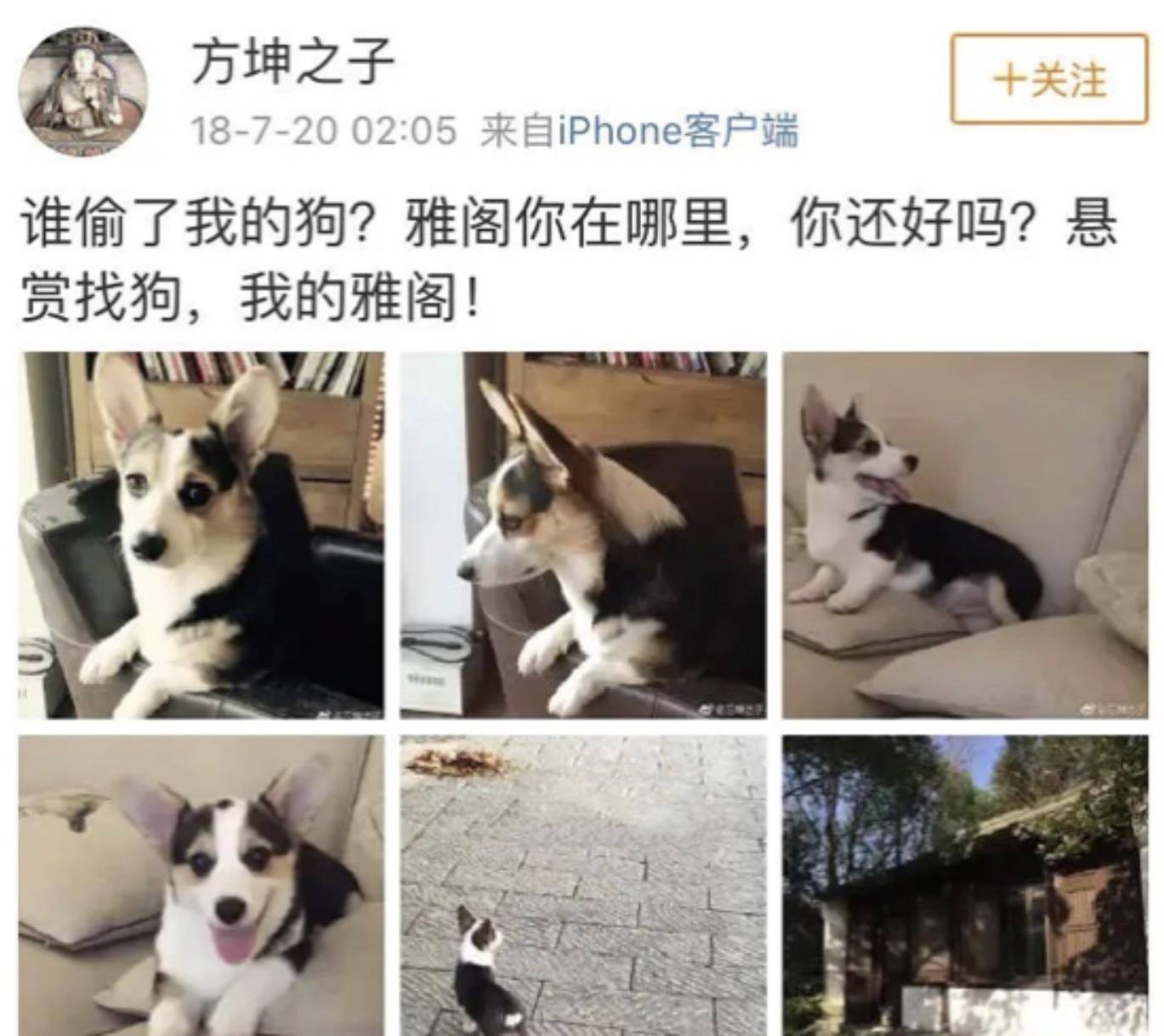 原创袁立偷狗和袁立文学背后的真相好离谱但又真的好搞笑