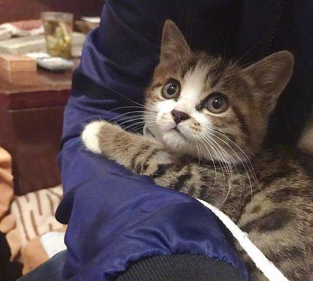 宠主捡到了可爱的狸花猫，白手套、小白脸，令人羡慕……_搜狐网