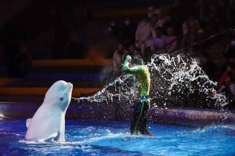 清明小长假期间圣亚海洋世界开启趣游海洋模式