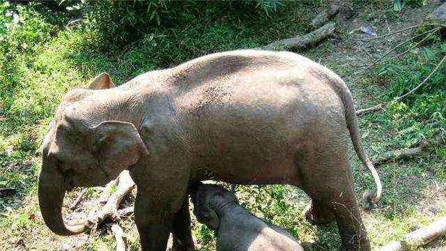 壁纸 大象 动物 640_360