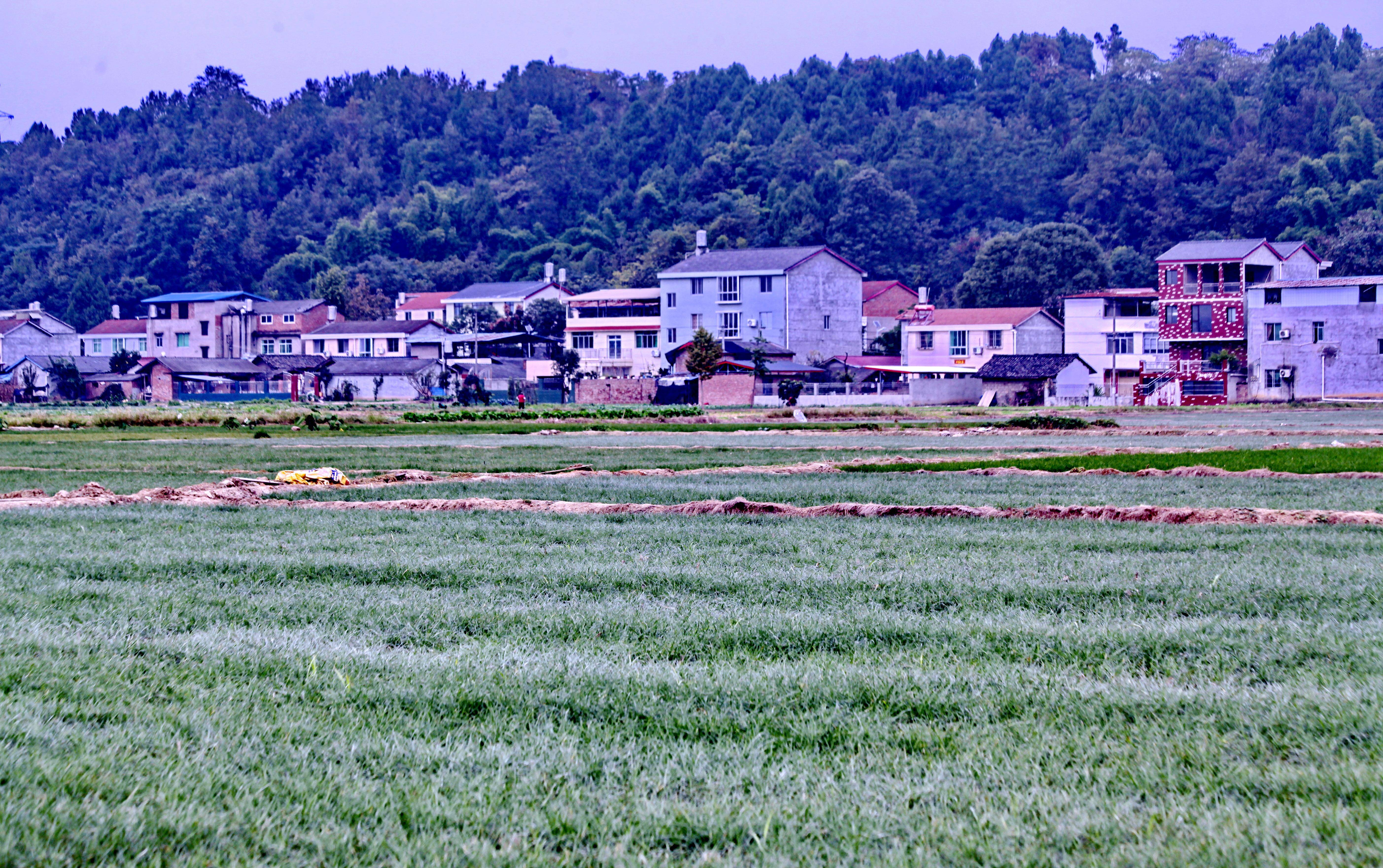 崇明堡镇永和村图片