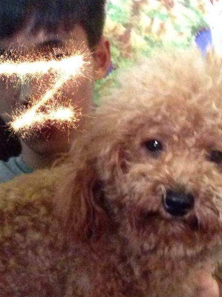 想养泰迪犬养了的人都会有这5个病态你也可能会中招