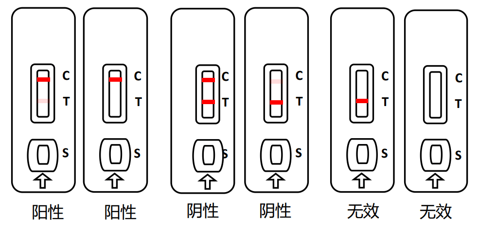 牛早孕快速检测试纸