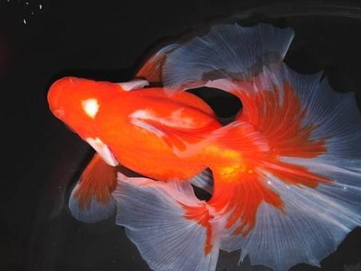 琉金的源流:普通,玉鲭,短尾,长尾,宽尾,蝶尾,扇尾琉金_金鱼_日本_杂交