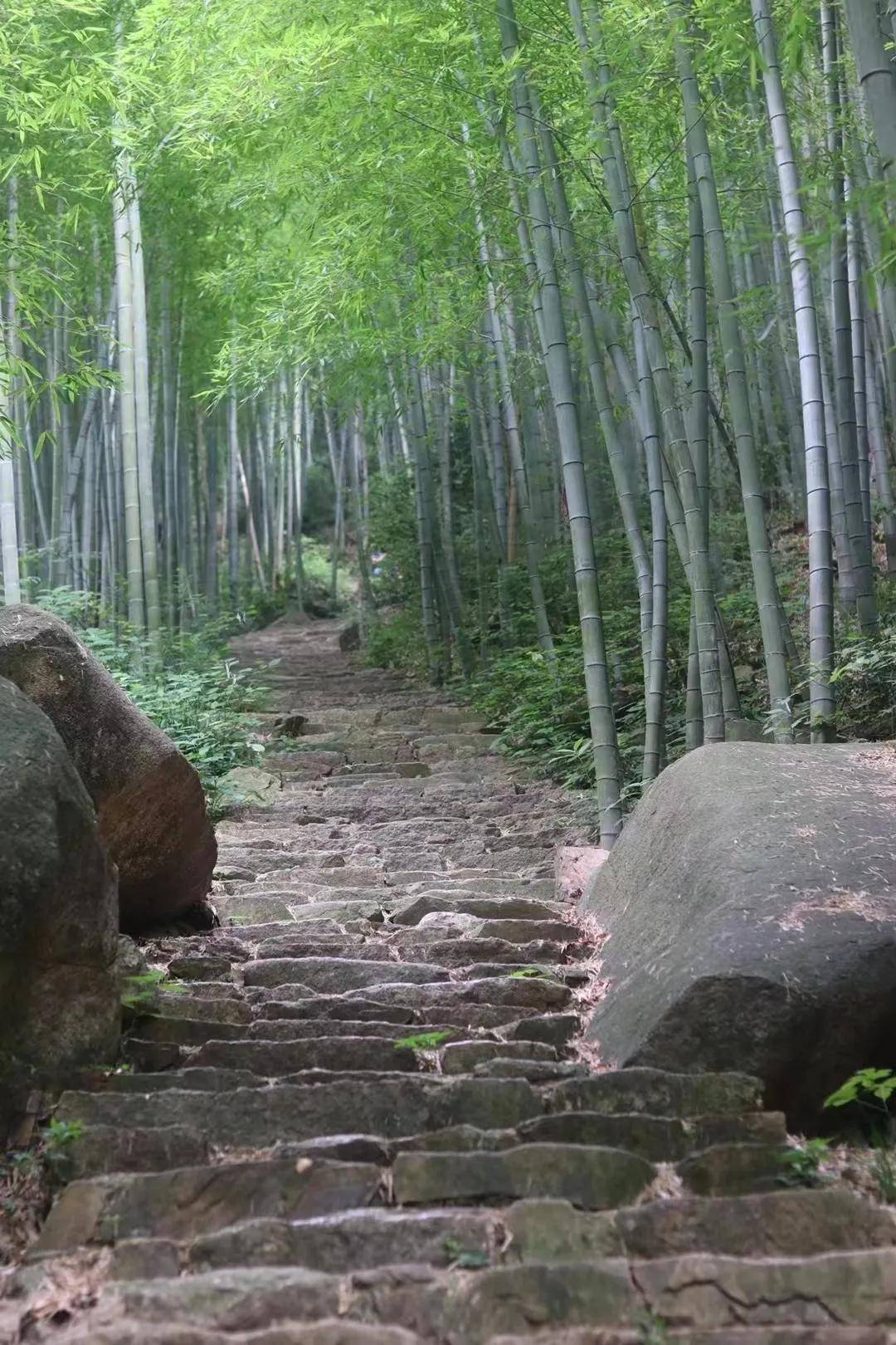杜鹃路线 鸬鸟山 发团徒步杭州十大森林古道 赏鸬鸟山满山遍野杜鹃花