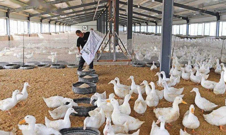 薄垫料发酵床养鸭技术革新养殖模式实现环保与健康的双赢