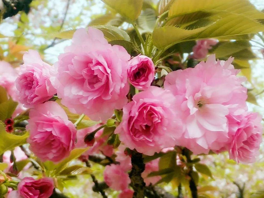 春季赏花攻略教你分辨樱花桃花梨花杏花