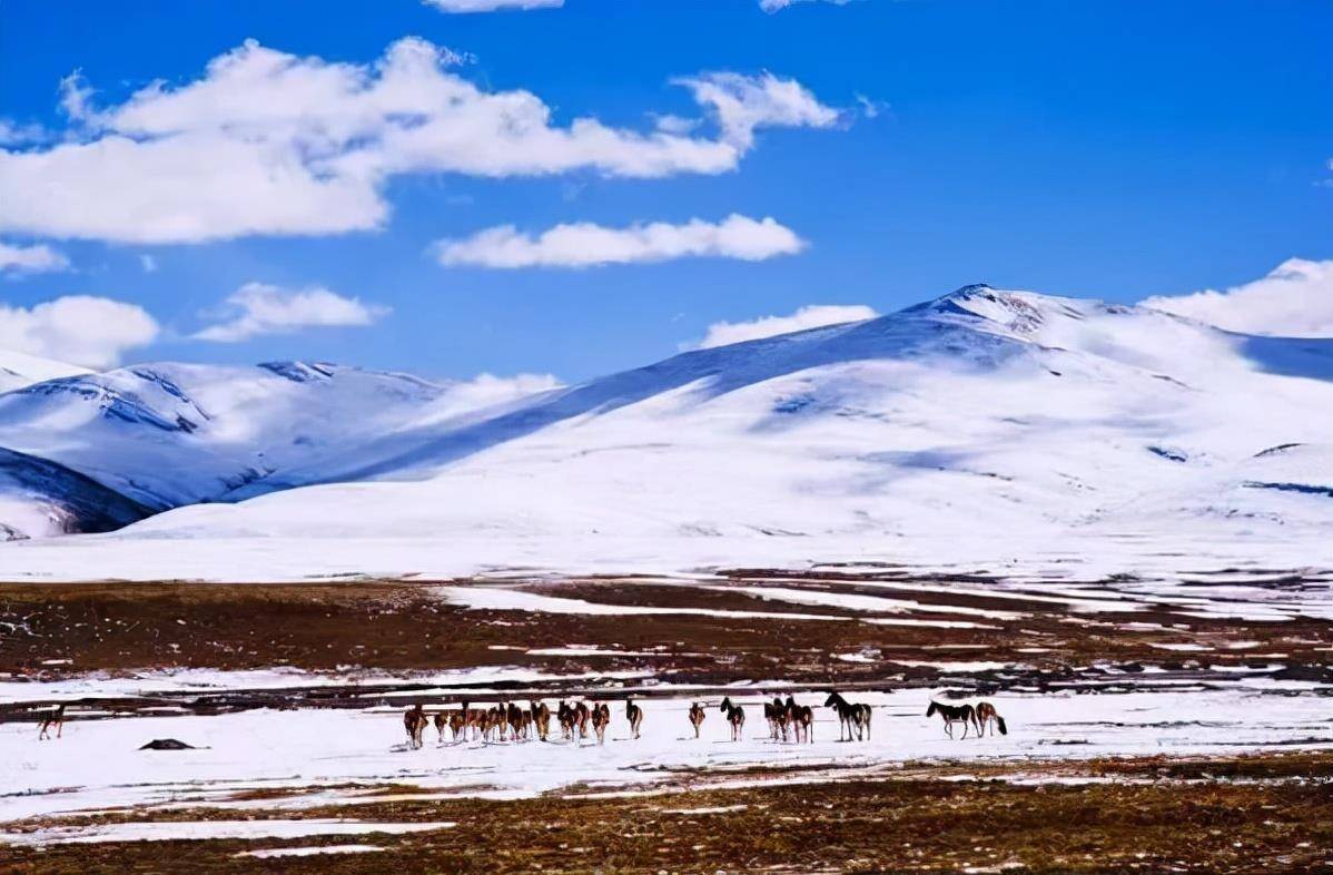 原创可可西里为什么被大家称为人类禁区听完导游说的你就明白了