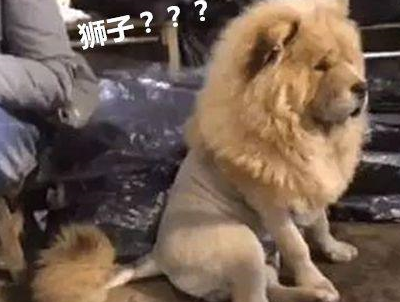 原创主人给松狮剃了毛被路人误认为狮子差点报警