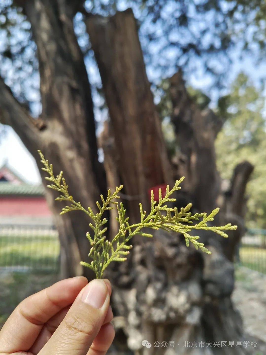 古木参天养蜂号图片