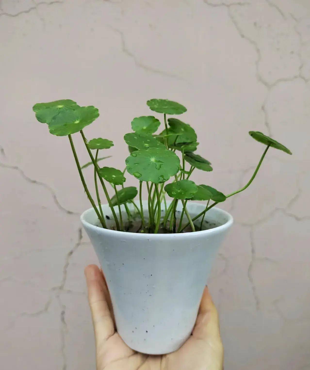 原创想要把铜钱草养出高贵感首先是养其次才是美