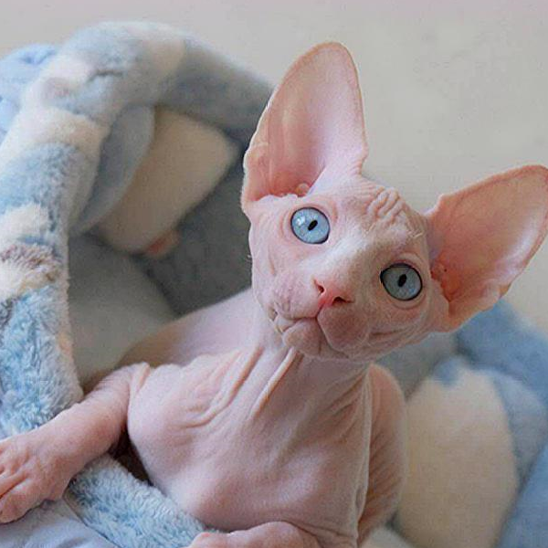 加拿大无毛猫:人家没有毛但照样可爱