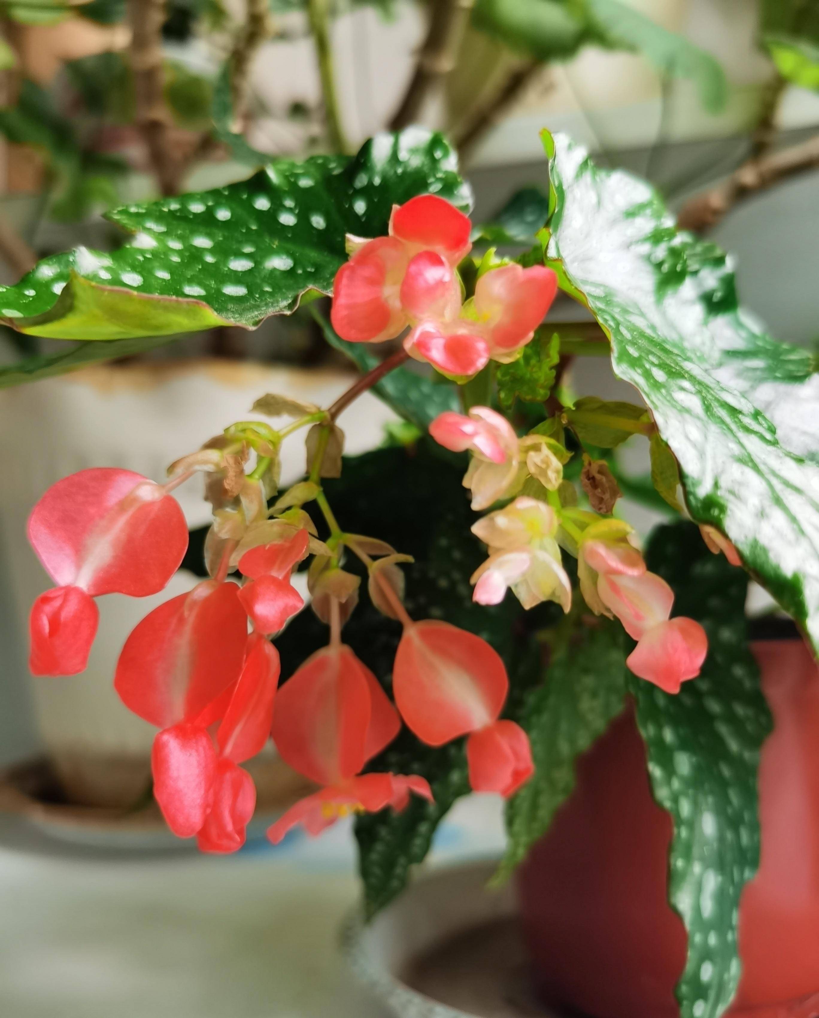 一米以内的地方,每天有个两三小时的日晒时间,长得会更好,开花也更多