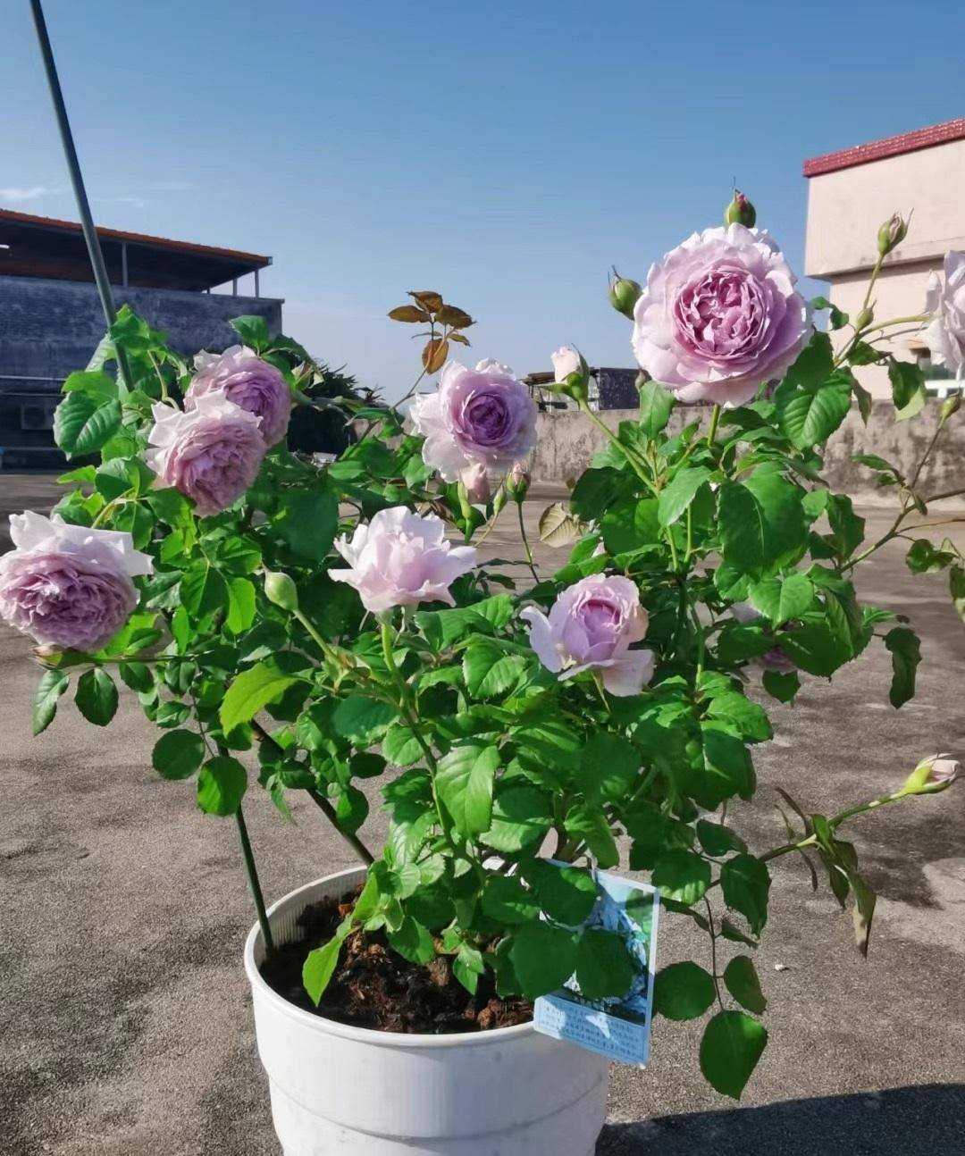 蓝色系月季的"天花板",国月的"巅峰",又美又香,夏花也漂亮