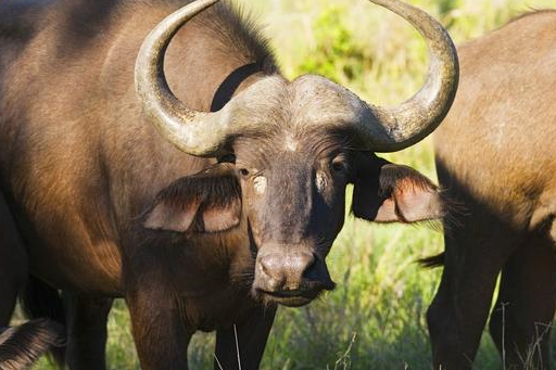 原创喜报喜报大金牛明天后天有四喜相随就在这两天