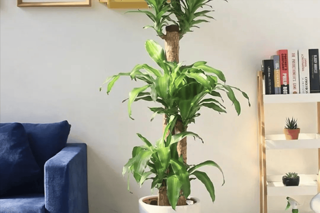 连翘:连翘,是一种常见的室内观叶植物,具有清新的花朵和优美的姿态