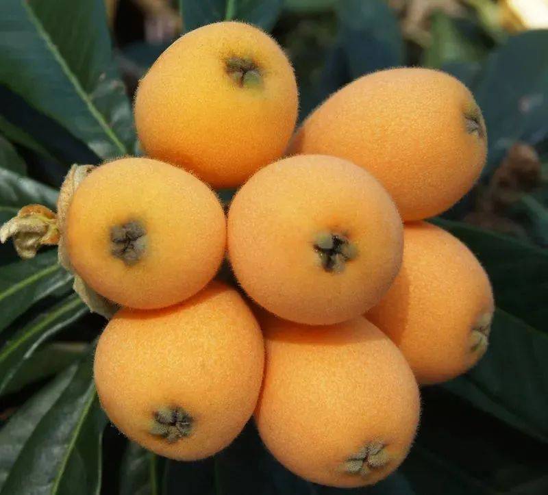 文宫枇杷火火火啦来自春天的第一口鲜拿下