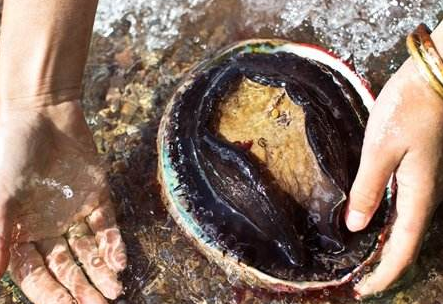 回到家之后,我赶紧上网查了一下,原来这是"鲍鱼珠",更让我没想到的是