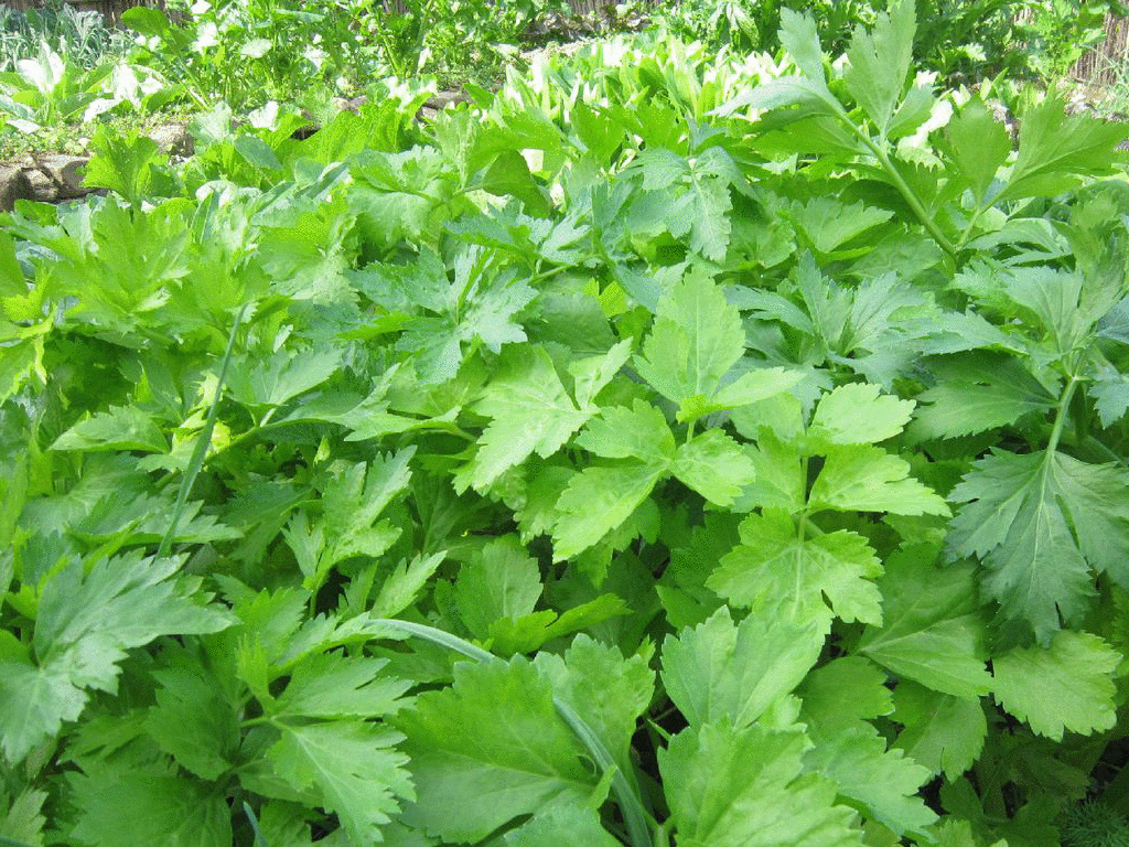 老山芹是一种营养极为丰富的山野蔬菜.老山芹每100克含维生素a106.