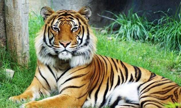 公认的八圣,其中7人家喻户晓,为何"剑圣"却鲜为人知_裴昮_大将军_老虎