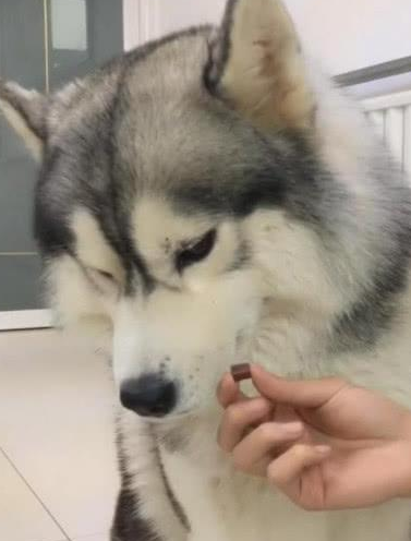 原创狗狗生病不吃药主人先发制人拿出菜刀二哈的反应让人哭笑不得