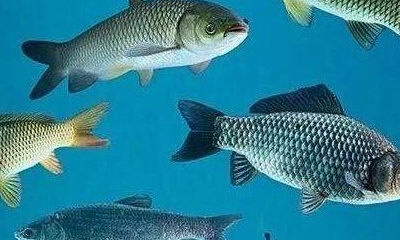 原创合理的鱼类混养3大法则以下这3种鱼不要混养了基本搭配教给你