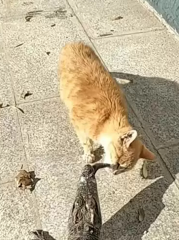 霸气橘猫上演"虎口夺食",橘猫:鳄兄,以大"橘"为重!_鳄鱼_攻击_宠物