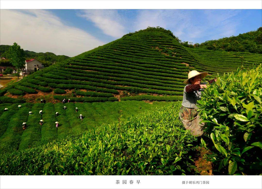 安徽916茶园图片