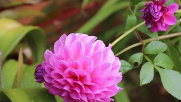 在许得良配之后,她们的福运也会自然而然影响到自