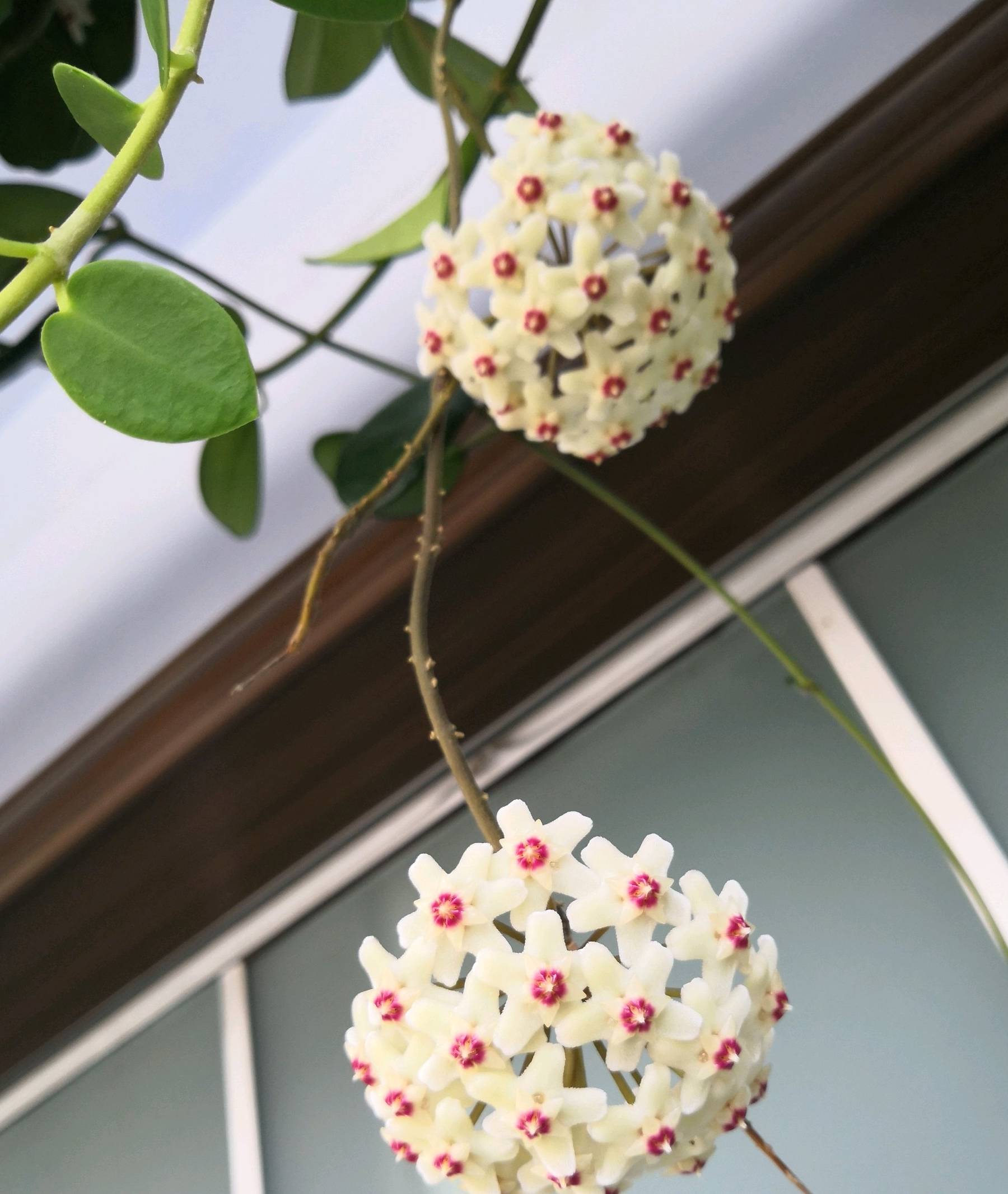 原创最耐阴的盆栽植物花叶俱美花朵超香四季开花室内也能养