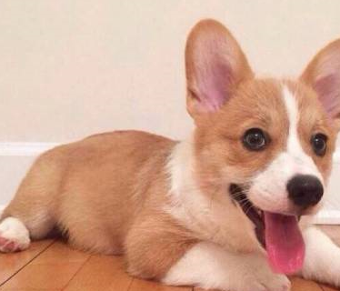 原创那些和泰迪谈恋爱的狗狗们看到后代的模样都后悔了